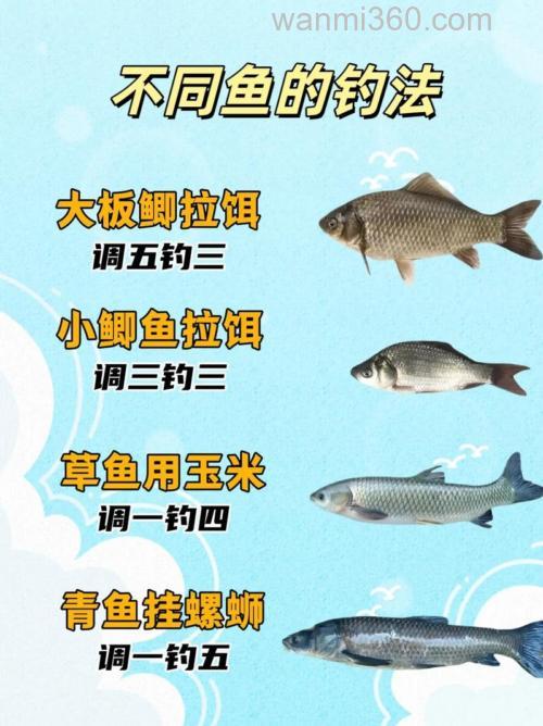 钓鲫鱼、草鱼、鲤鱼、鲮鱼的钓法解密