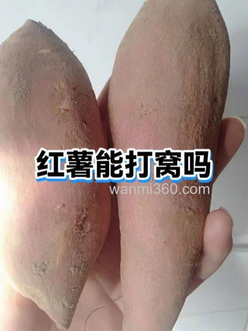 番薯打窝多久可以钓?