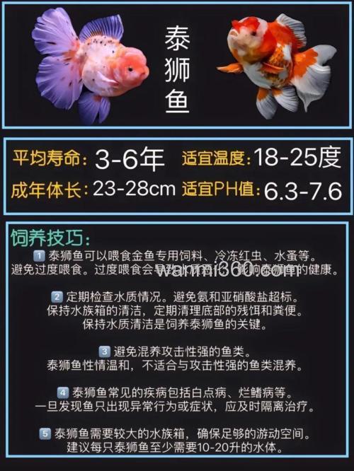 怎样养金鱼?