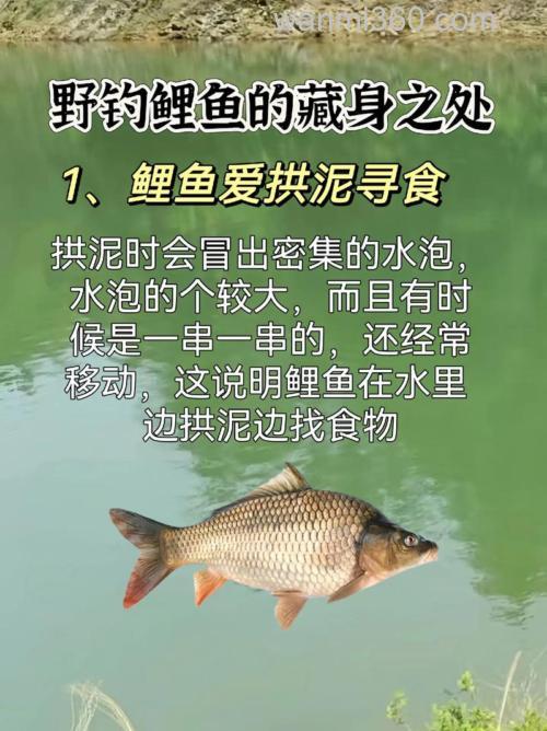 夏天如何野钓大鲤鱼?