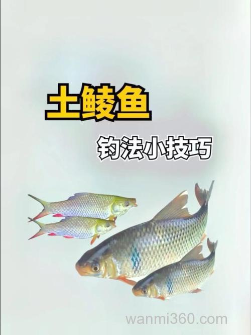 钓土鲮绝密配方有哪些?