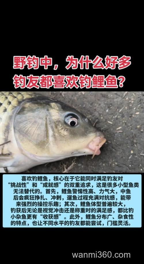 为什么这么多人喜欢钓鲤鱼?