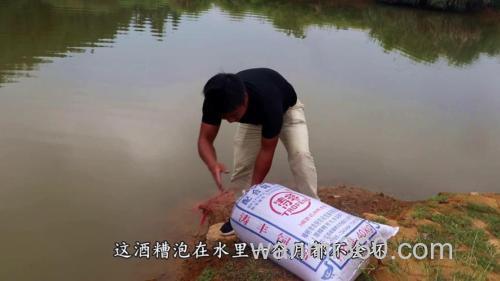 酒糟可以直接喂鱼吗?