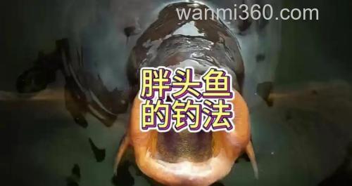 钓胖头鱼的最佳时间是什么时候?