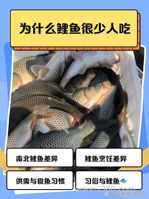 为什么鲤鱼不吃商品饵