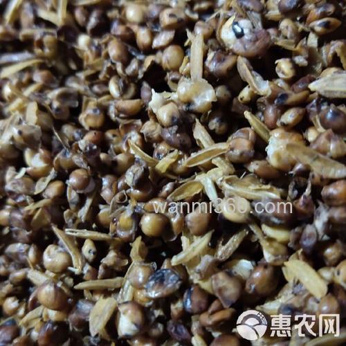 高粱酒糟打窝注意事项?