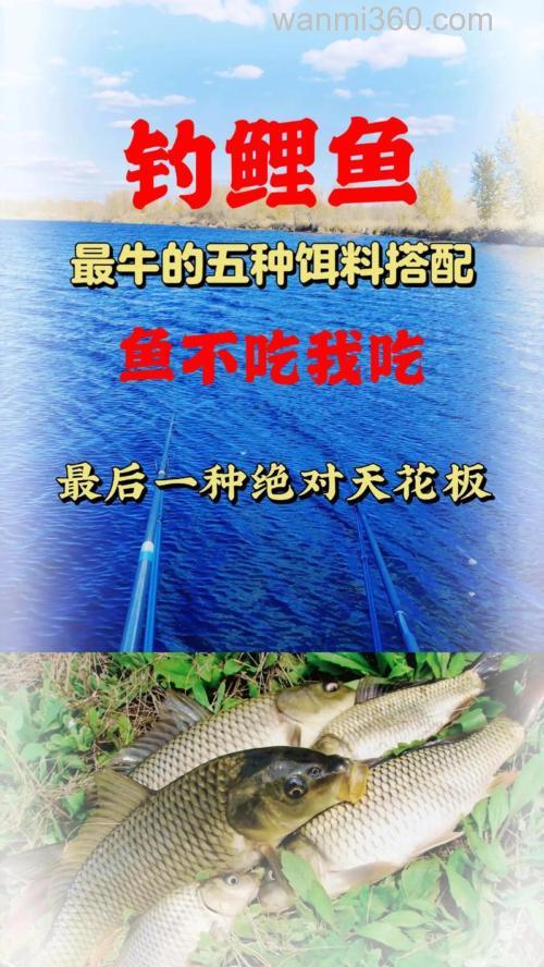 钓鲤鱼饵料怎么搭配效果好呢,