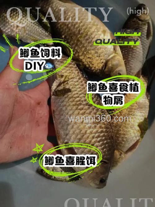 初夏鲫鱼喜欢吃什么饵料