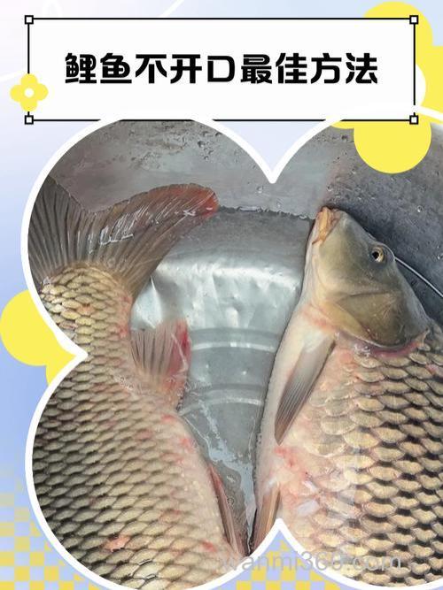 鲤鱼不开口你给个绝招是什么?