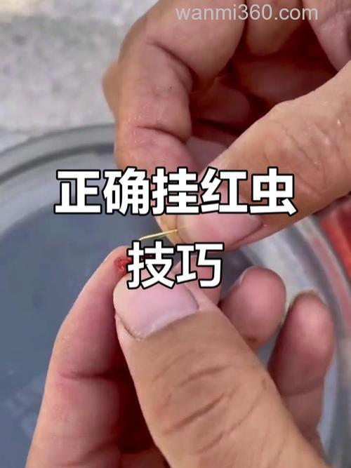 红虫钓鱼怎么挂钩?纯红虫拉饵法