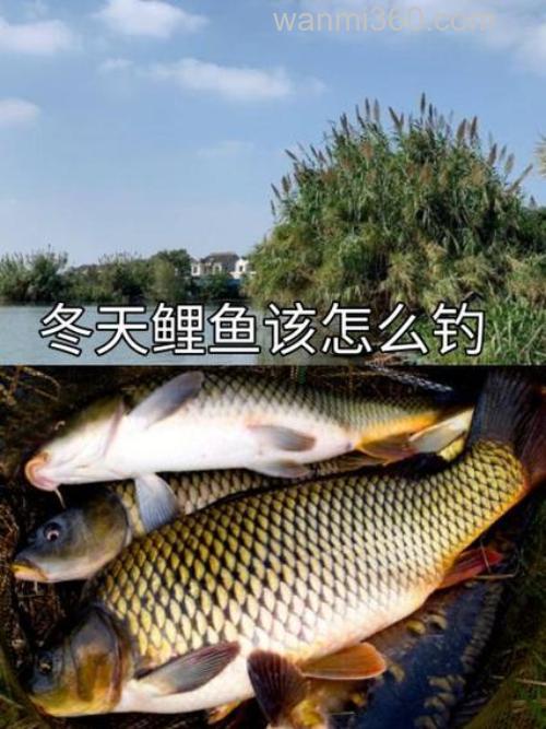 螺鲤2号和天元超诱搭配冬天钓鲤鱼怎么样?