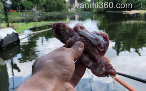 猪肉能钓哪些鱼?