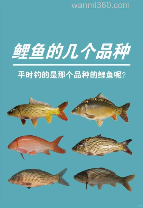 红薯加速攻2号可以钓到鲤鱼吗？