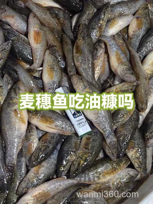 什么鱼喜欢吃油糠?