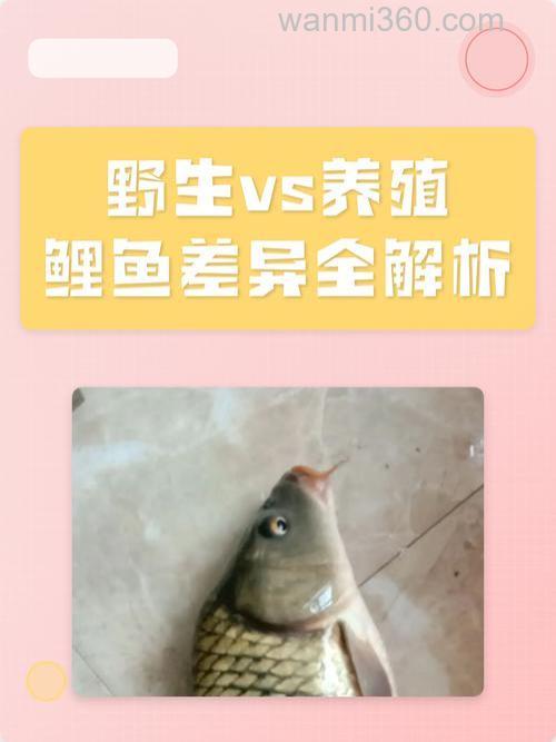 钓野生鲤鱼与养殖鱼的不同点和饵料选择