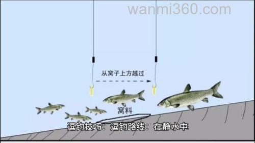 谷麦钓法逗钓教学