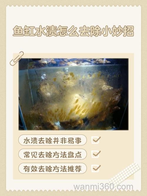 我家的鱼老是喂肉，鱼缸油腻了怎么办？