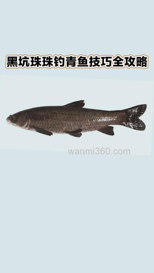深秋还能钓青鱼吗?怎么钓?