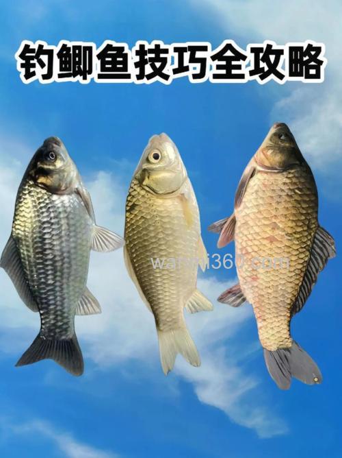 大河钓鲫鱼最佳方法?