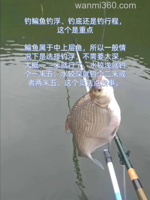 走水钓鳊鱼钓半水还是钓底?
