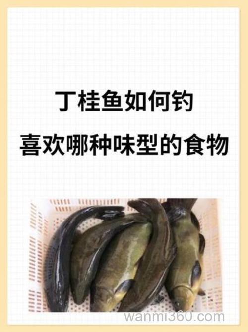 钓丁桂鱼技巧与饵料?