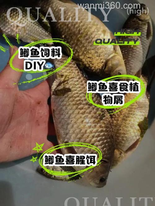 鲫鱼吃什么鱼饵？