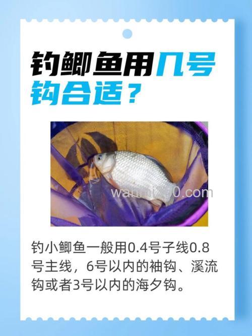 野钓鲫鱼和鲤鱼用多大的钩?