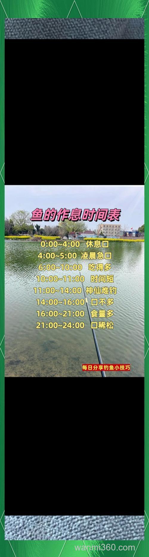 深秋钓鲤鱼的最佳时间是几点？