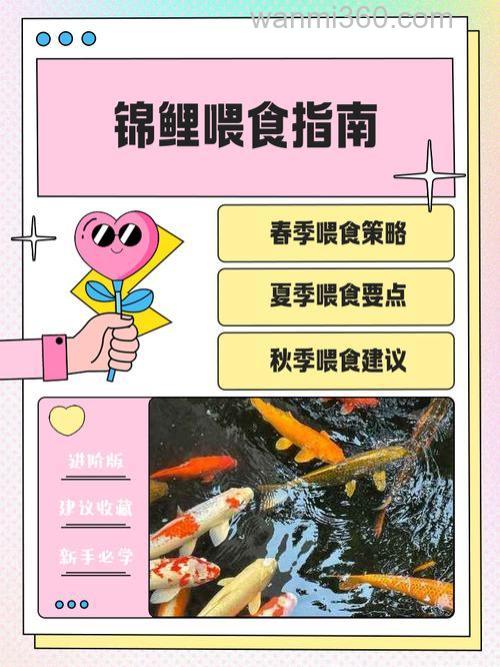 鱼塘鲤鱼可以喂食小麦或者玉米吗？