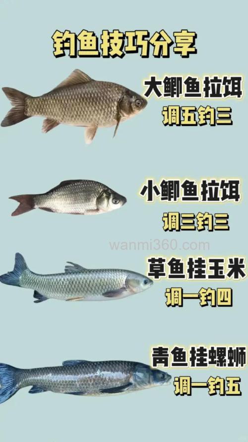 新手钓鱼入门基本知识有哪些?