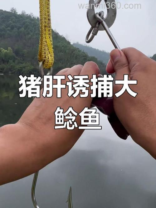 野钓进水口用猪肝钓鲶鱼效果怎么样？