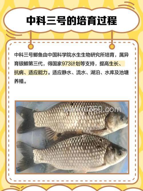 中科三号鲫鱼饵料味型？