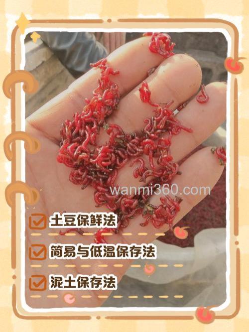 红虫怎么养?让红虫保持新鲜一个月的妙招