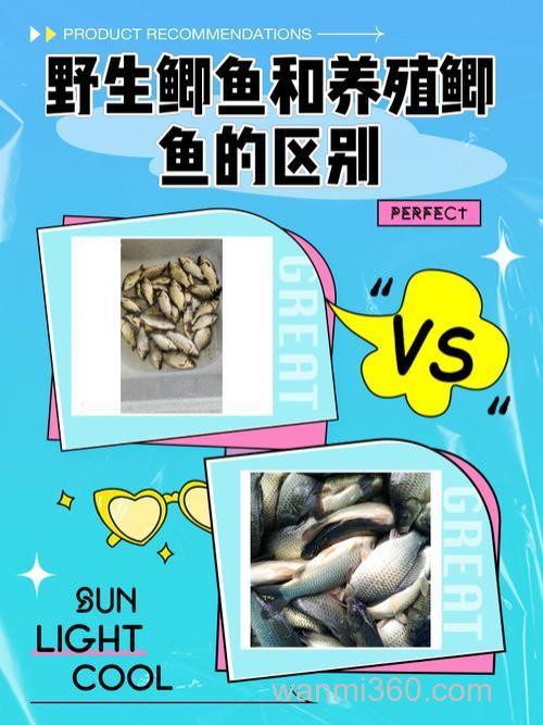 本地鲫鱼与良种鲫鱼的区别