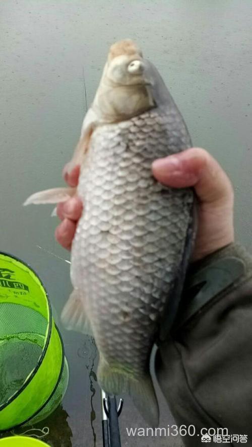 丁香酒浸枸杞子用于钓鱼,效果如何?