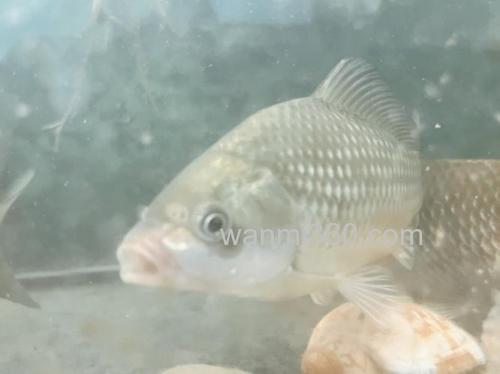 请教:小鲫鱼小麦穗刚钓上来的时候颜色发黑,从鱼缸里养了半个月颜色变灰了