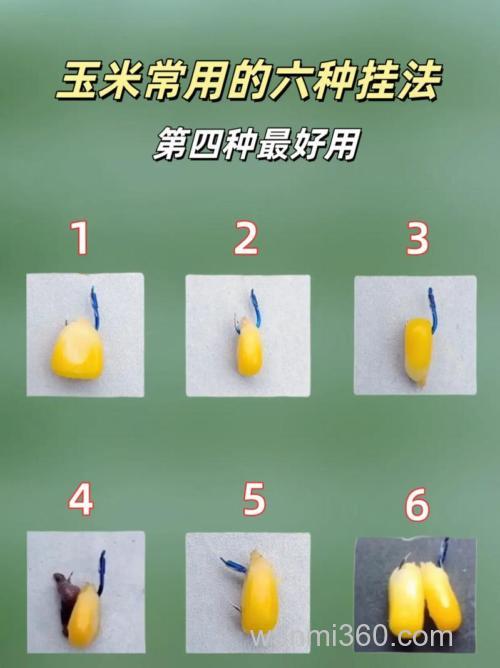玉米钓鱼怎么挂钩?正确的玉米粒挂钩有哪些?