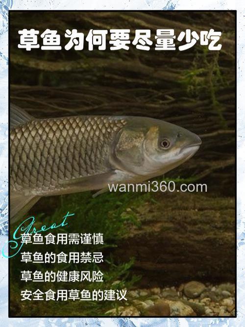 什么鱼饵大草鱼吃小草鱼不吃?