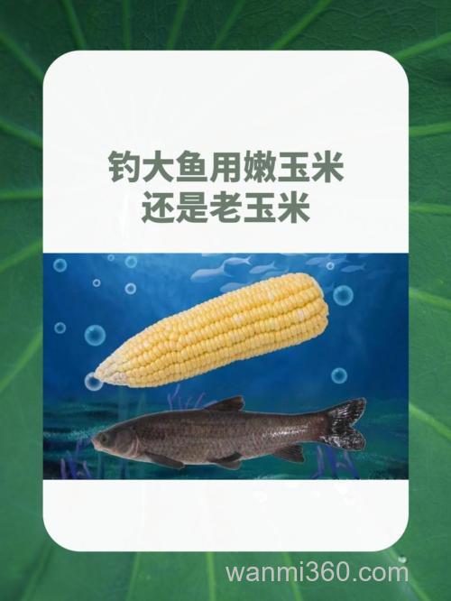 野钓用玉米好还是商品饵好?