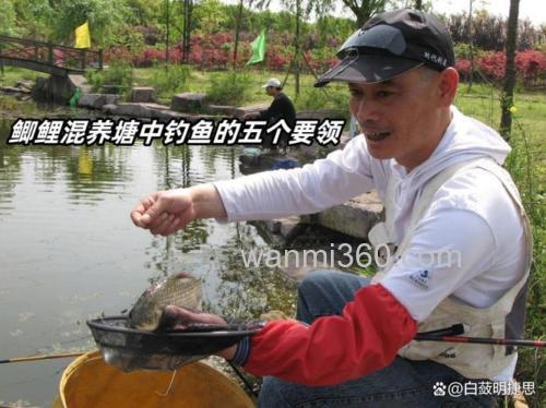 混养塘怎样麦子钓鲫鱼