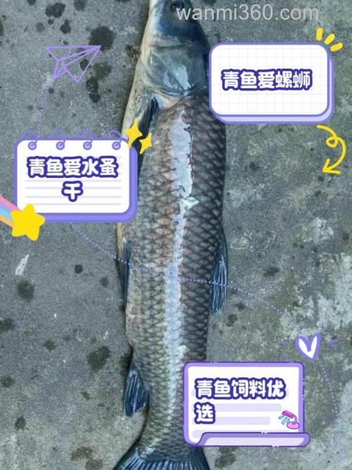 青鱼自然存活吃什么?