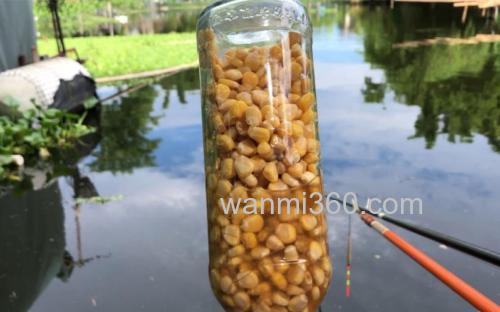 煮熟玉米泡白酒钓什么鱼最好?