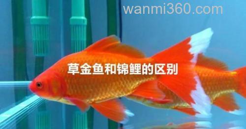 草鱼靠勤鲤靠守2种鱼钓法的区别