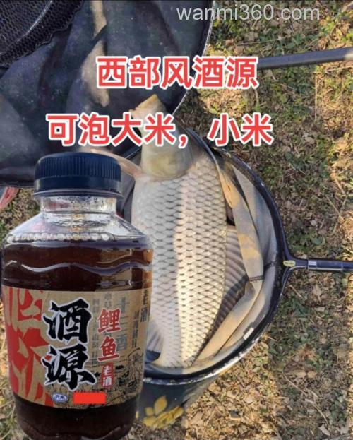 酒泡小米能钓鲤鱼吗