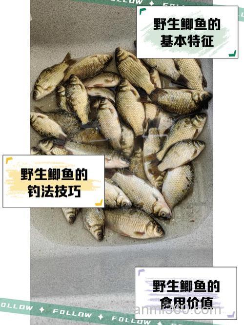 玉米叶喂鲫鱼行吗？