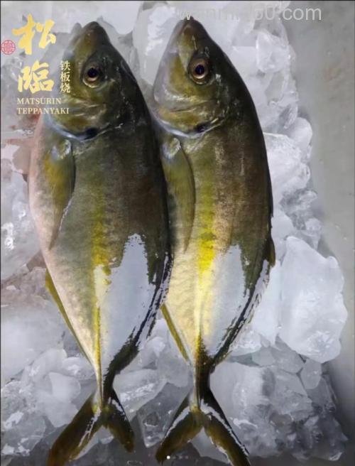池鱼王一般多少斤？