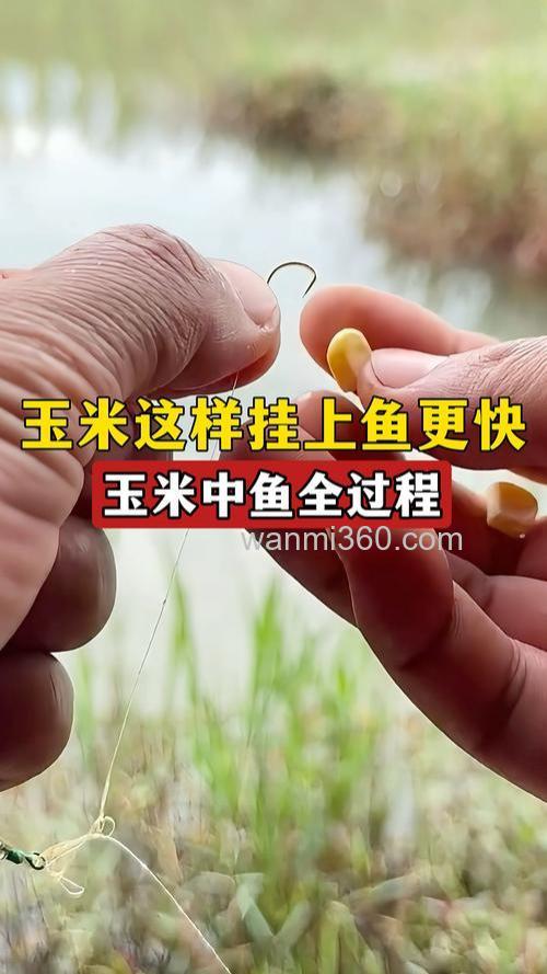 用新鲜玉米可以钓花鲢鱼吗？