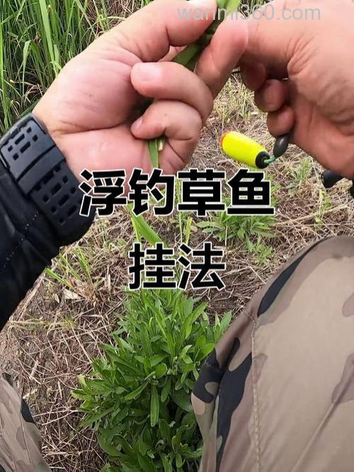 钓草鱼怎么挂草？