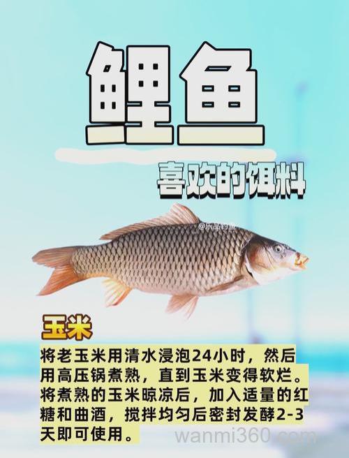 鲤鱼用什么饵料好钓