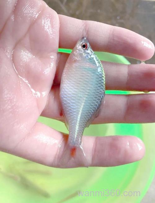 河里的鳑鲏鱼吃硬小米吗?